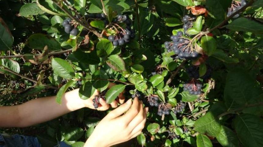 Ana vatanı Kuzey Amerika! 'S&uuml;per meyve' Aronya&rsquo;yı, Ak&ccedil;aabat'ta yetiştirdi