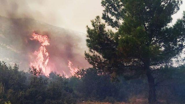 Manisa’da orman yangını