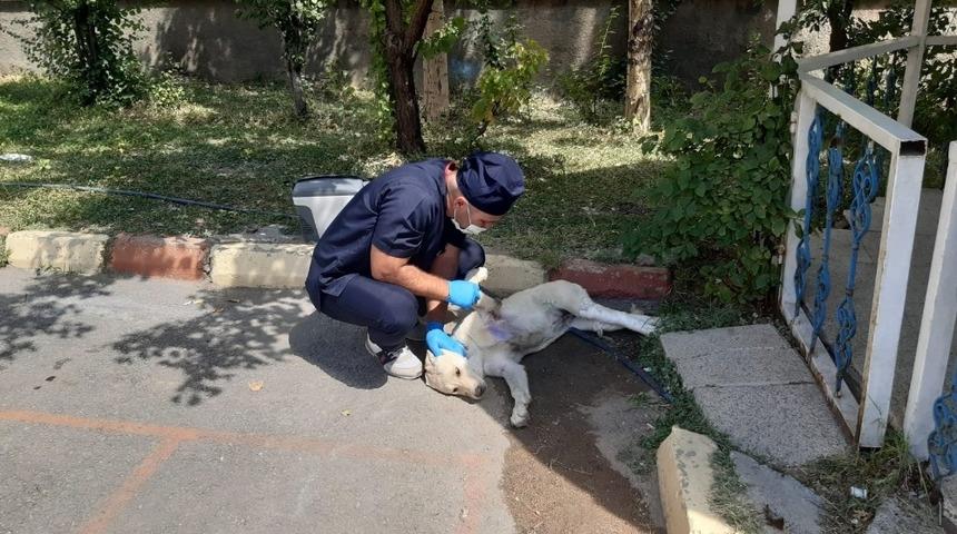 Ameliyat edilen can dost sağlığına kavuştu