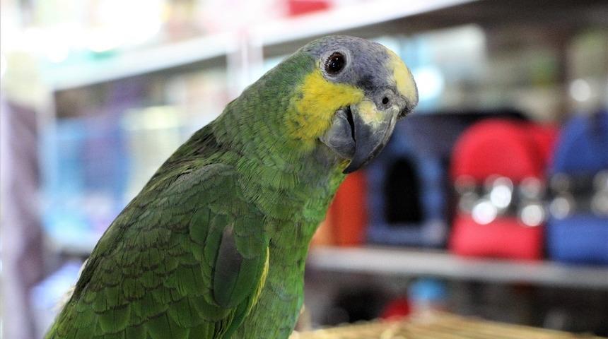 Elazığ&rsquo;da 20 kelime s&ouml;yleyen papağan ilgi g&ouml;r&uuml;yor