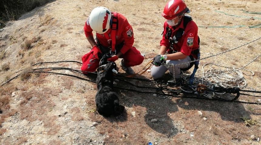 Kayalıklarda mahsur kalan yavru ke&ccedil;i AKUT ekiplerince kurtarıldı