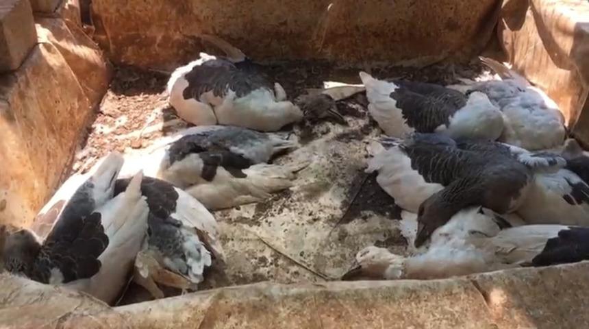 Antalya'da skandal olay! Çiftlik kredisi çekmek için aldığı kaz ve tavukları kaderine terk etti