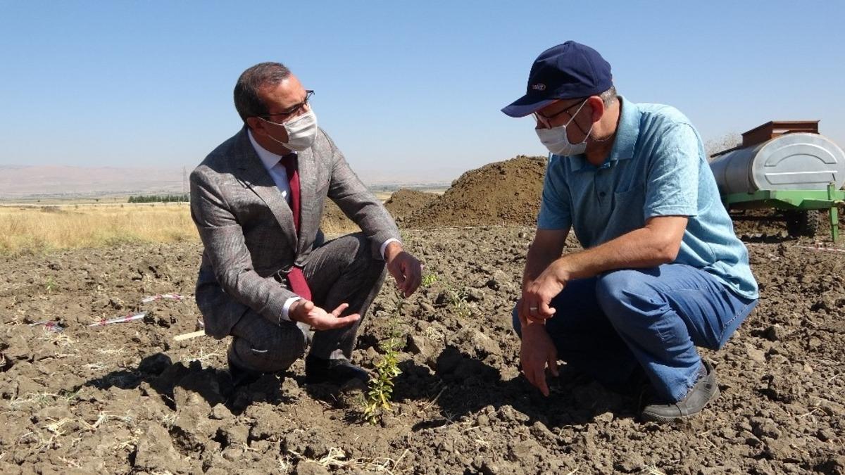 (&Ouml;zel) MŞ&Uuml;&rsquo;de &rsquo;Goji Berry&rsquo; yetiştiriciliği