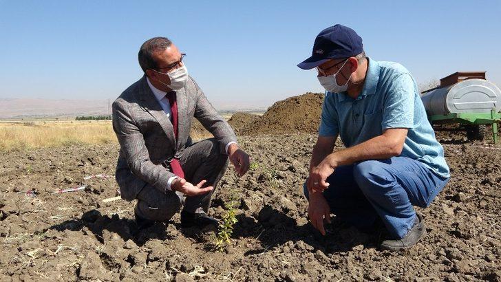 (Özel) MŞÜ’de ’Goji Berry’ yetiştiriciliği G1
