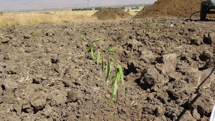 (Özel) MŞÜ’de ’Goji Berry’ yetiştiriciliği G2