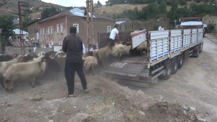 Muş’tan büyük şehirlere kuzu sevkiyatı G2