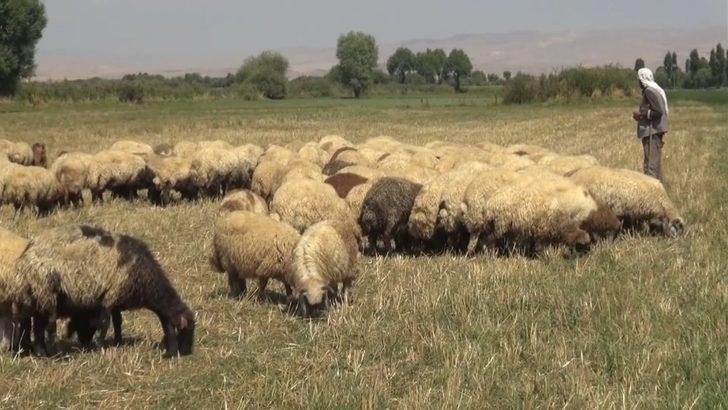 Muş’tan büyük şehirlere kuzu sevkiyatı G3