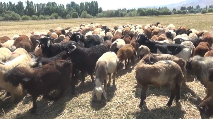 Muş’tan büyük şehirlere kuzu sevkiyatı G4