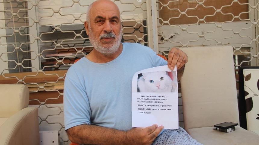 Kedisini bulana ödül verecek