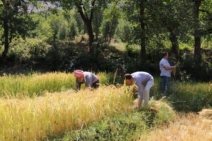 Hizan’da imece usulü çeltik hasadı G1