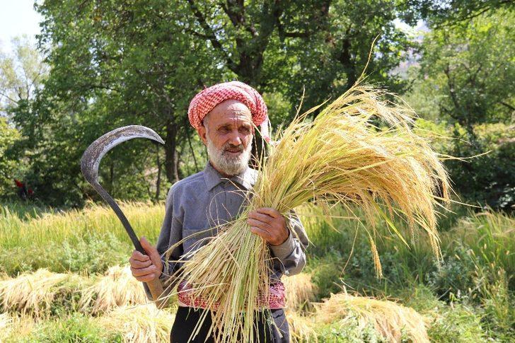 Hizan’da imece usulü çeltik hasadı G3