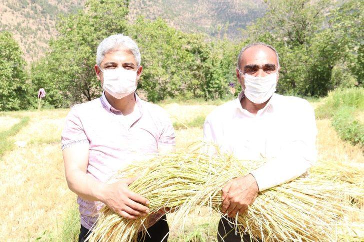 Hizan’da imece usulü çeltik hasadı G5