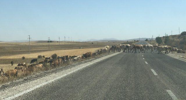 Karayoluna çıkan inek sürüleri yol güvenliğini tehlikeye düşürüyor