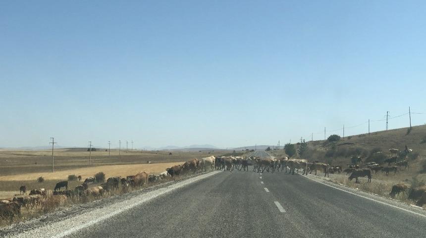 Karayoluna &ccedil;ıkan inek s&uuml;r&uuml;leri yol g&uuml;venliğini tehlikeye d&uuml;ş&uuml;r&uuml;yor