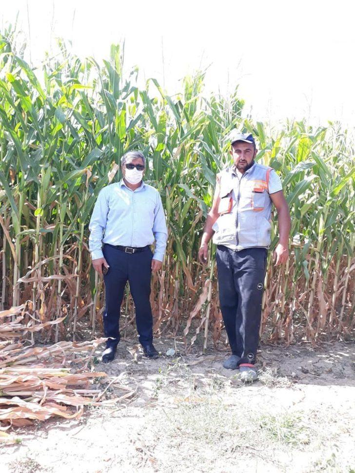 Slajlık mısır üretimi ilçe ekonomisine katkı sağlıyor G4