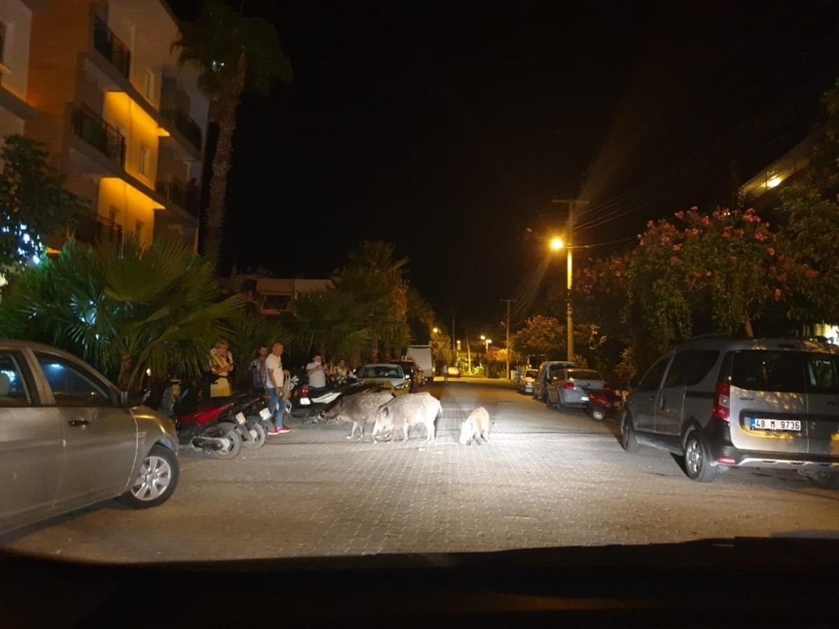 Domuzlar Marmaris&rsquo;i mesken tuttu