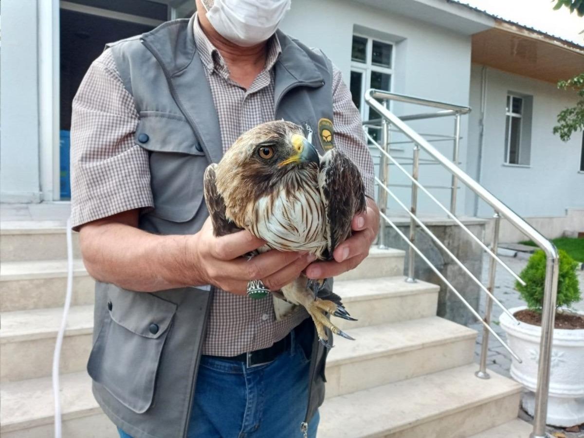 Yaralı pa&ccedil;alı şahin tedavi edilecek