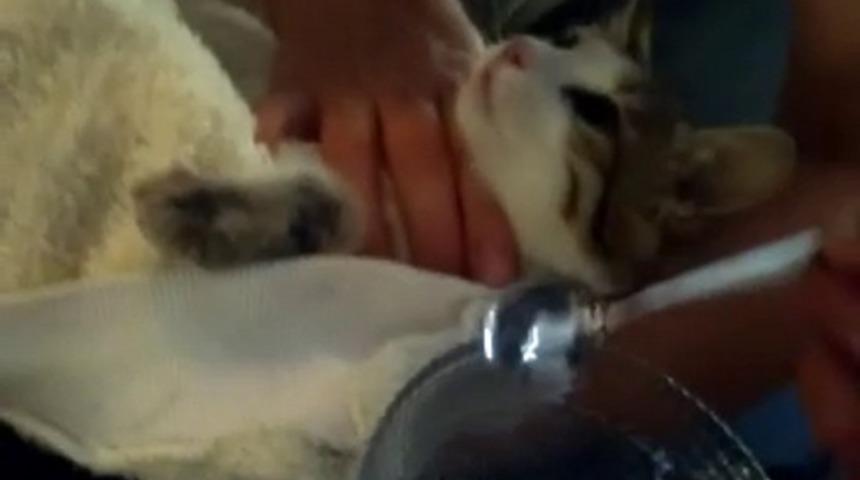 İtfaiye ekipleri acılar içindeki kediyi böyle kurtardı