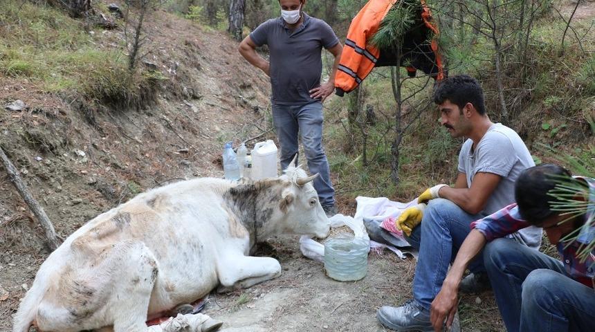 Uçurumdan düşerek yaralanan ineğinin başında üç gün bekledi