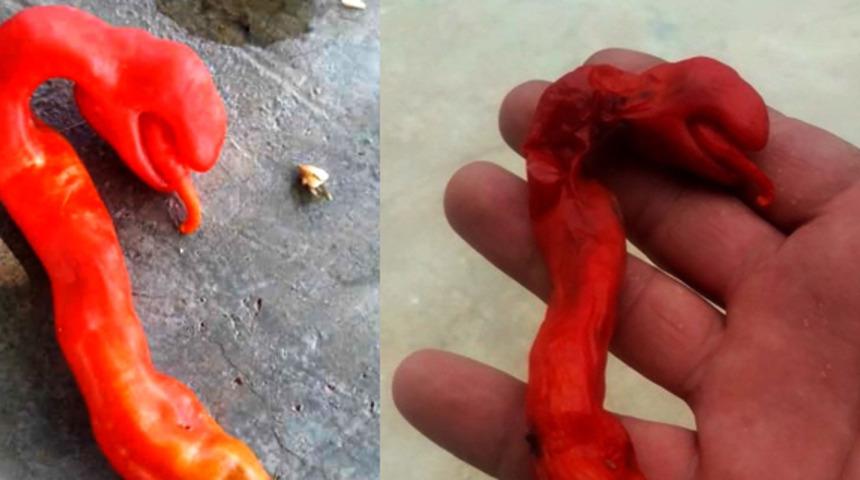 Adıyaman&rsquo;da yılan başına benzeyen sivri biber b&uuml;y&uuml;k ilgi g&ouml;rd&uuml;