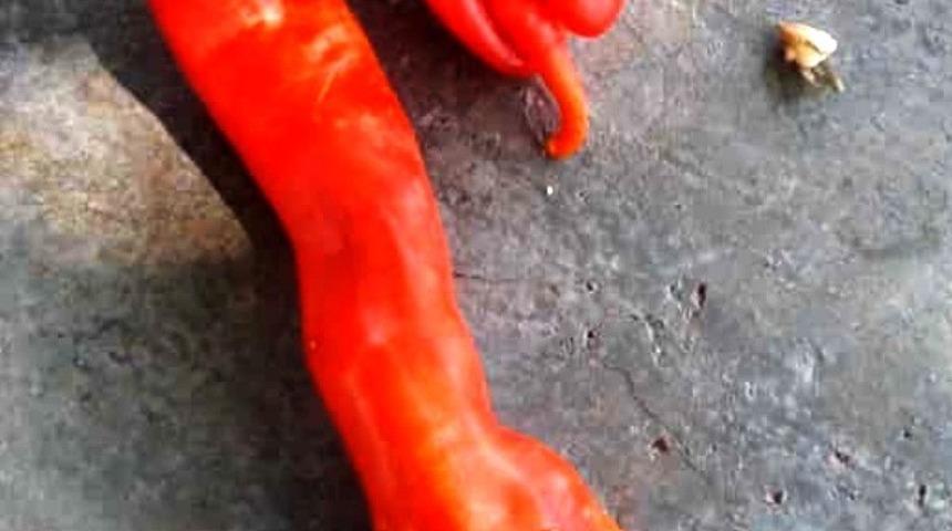 İlgin&ccedil; şekilli sivri biber