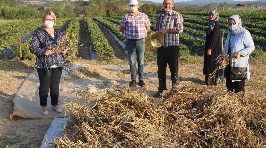 (TEKRAR) Kırklareli’de kuru fasulye hasadı