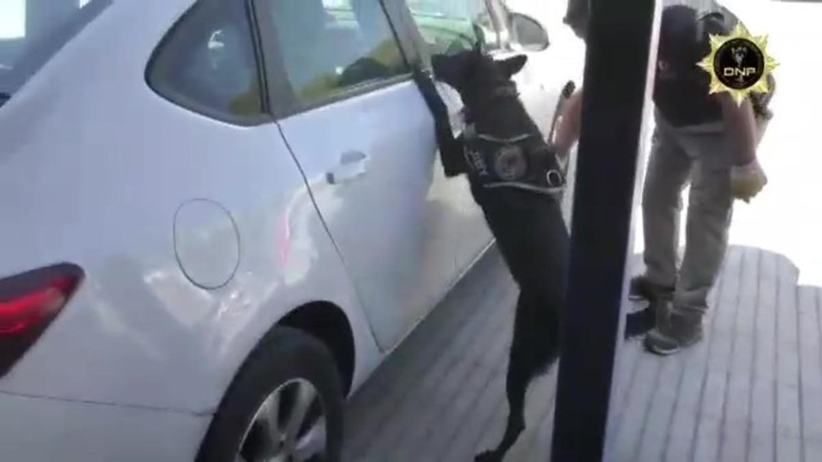 Y&uuml;kl&uuml; miktarda kokainin kente girişini Jibby engelledi