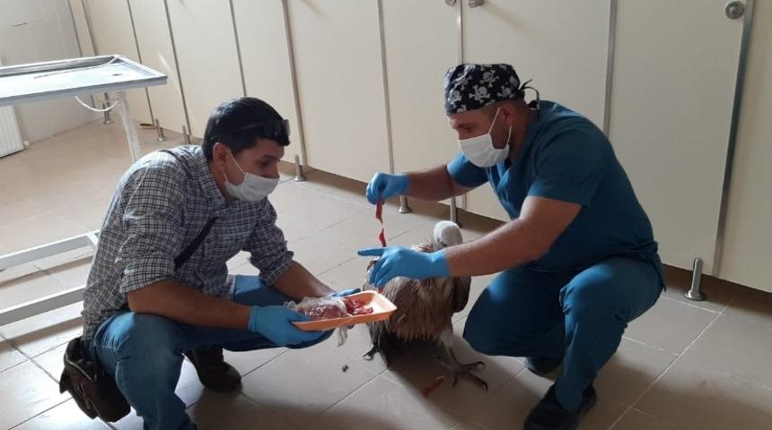 Yaralı kızıl akbabayı tedavi edip elleriyle beslediler