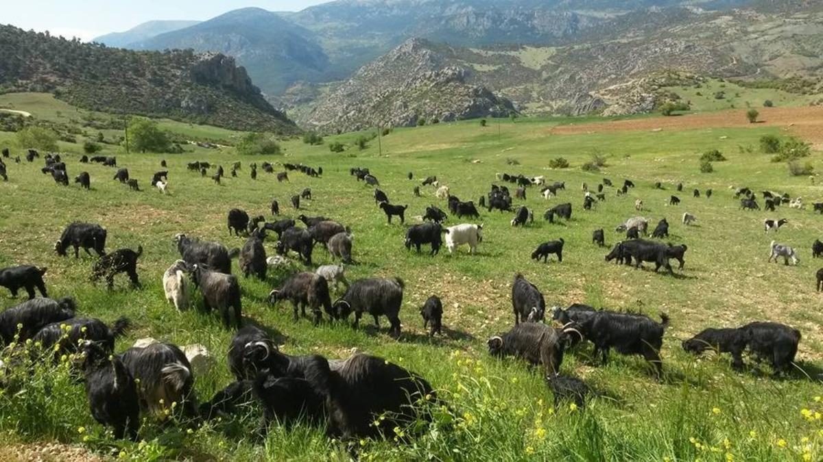 Akdoğan: &ldquo;Ke&ccedil;i &uuml;retiminde T&uuml;rkiye birincisiyiz&rdquo;