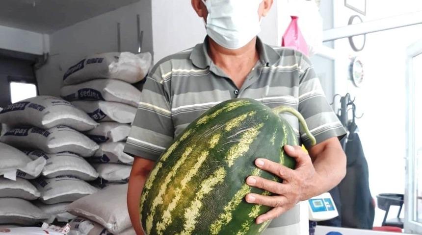 Karpuz yetiştiriciliğinde organik g&uuml;bre farkı