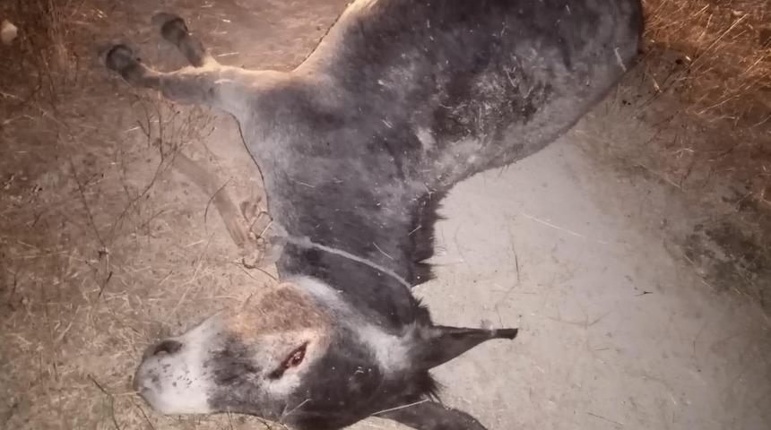 Canice &ouml;ld&uuml;r&uuml;len eşeğin sahibi su&ccedil; duyurusunda bulundu