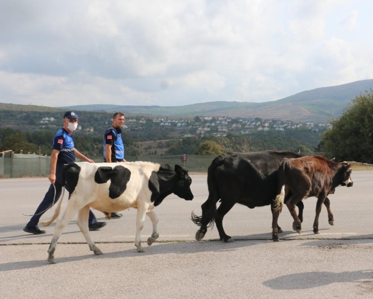 K&ouml;rfez&rsquo;de başıboş hayvanlar toplandı