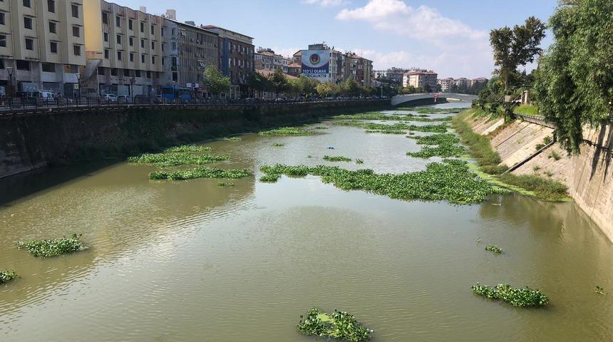 Sonbaharla birlikte ortaya çıktılar! Gören hayran kalıyor