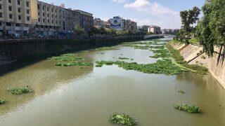 Sonbaharla birlikte ortaya çıktılar! Gören hayran kalıyor