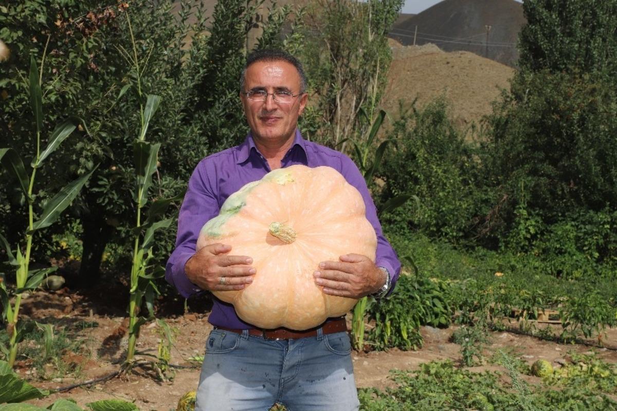 Hakkari&rsquo;de 45 kiloluk bal kabağı yetiştirildi