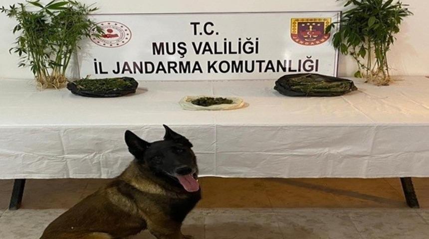 Muş merkezli uyuşturucu operasyonunda 4 tutuklama