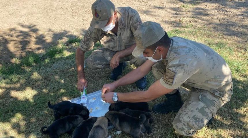 Anneleri &ouml;len yavru k&ouml;peklere asker sahip &ccedil;ıktı