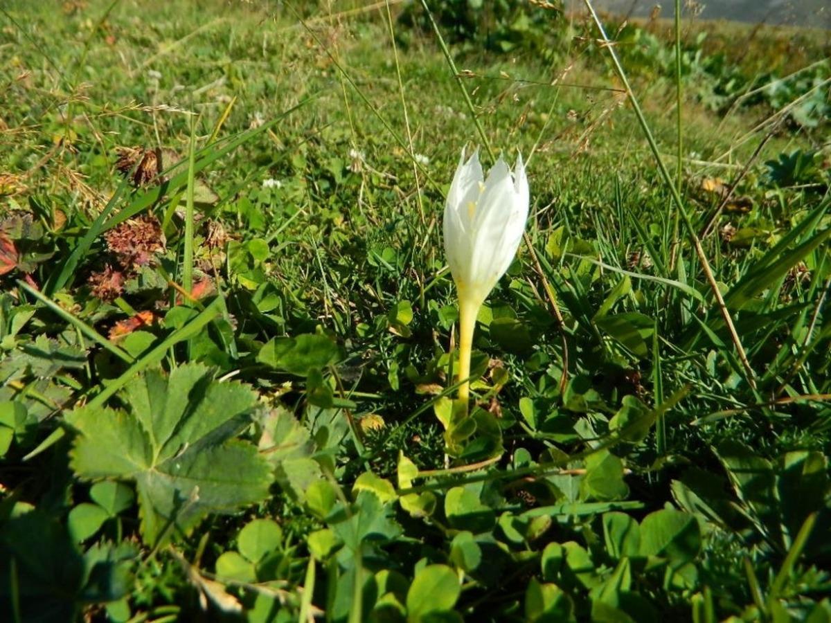 Urema Yaylası doğal g&uuml;zelliğini koruyor