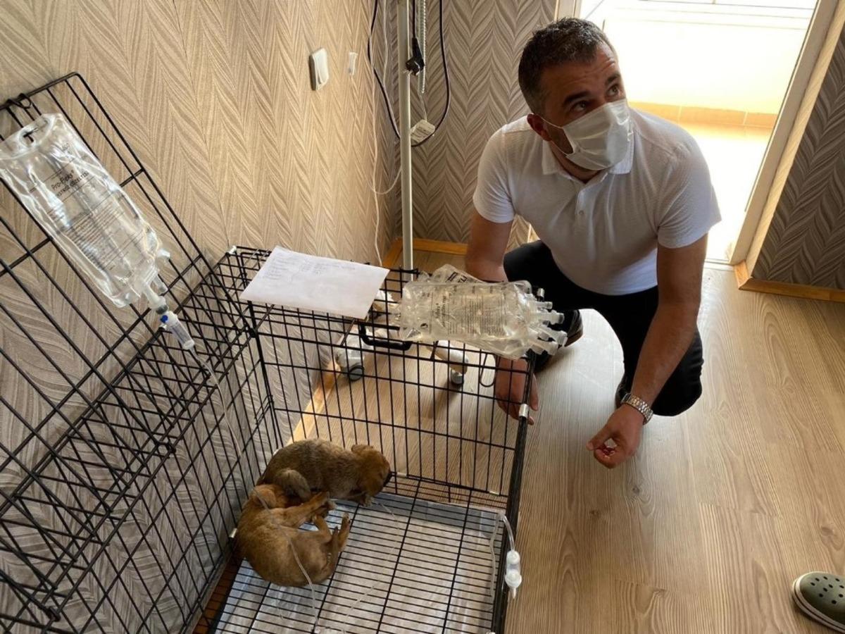 &Ouml;l&uuml;me terk edilen yavru k&ouml;peklere Pursaklar Belediyesi sahip &ccedil;ıktı