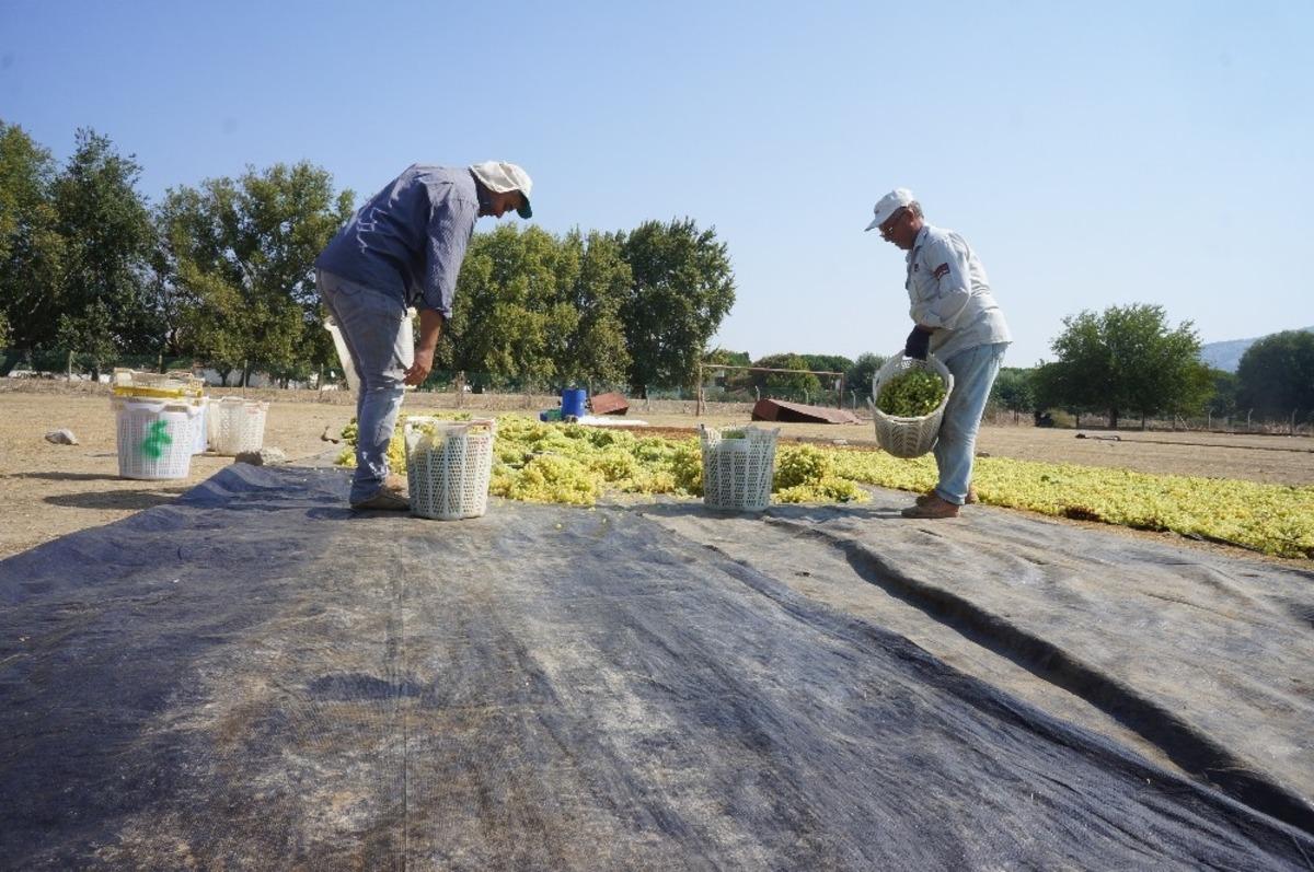 Sarıg&ouml;l&rsquo;de kurutmalık &uuml;z&uuml;mler serilmeye başlandı