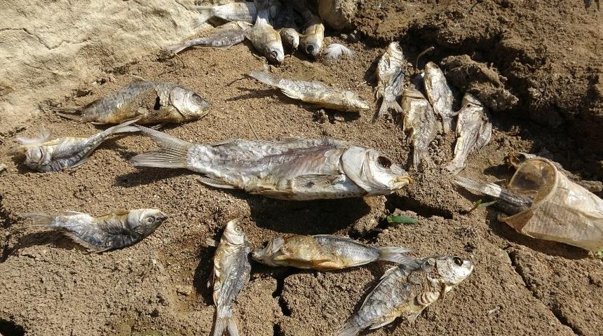 Mersin'de korkutan görüntü! Ölü balıklar gölet kıyısına vurdu