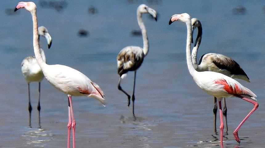Flamingoların veda zamanı başlıyor