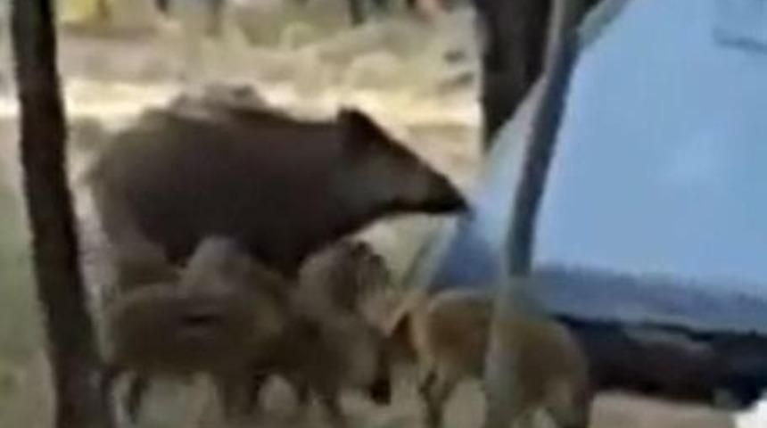 Dünyaca ünlü şehri domuzlar bastı!