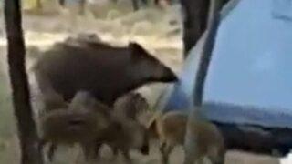 Dünyaca ünlü şehri domuzlar bastı!