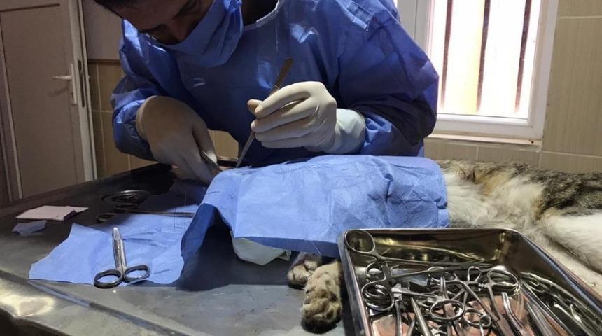 G&ouml;z rahatsızlığı yaşayan kedi tedavi edildi