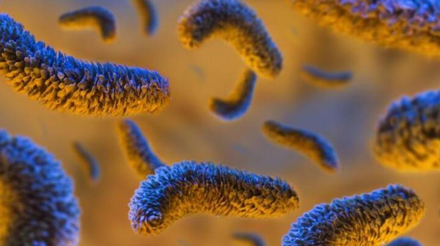 Kanada’da salmonella vakaları 500’ü aştı