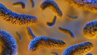 Kanada’da salmonella vakaları 500’ü aştı