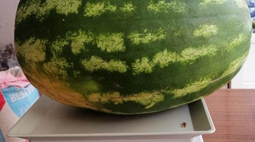 Görenler gözlerine inanamıyor! Bir tanesi 15 kilo...