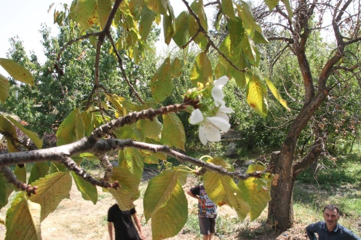Eyl&uuml;l&rsquo;de &ccedil;i&ccedil;ek a&ccedil;an kiraz ağacı şaşırttı