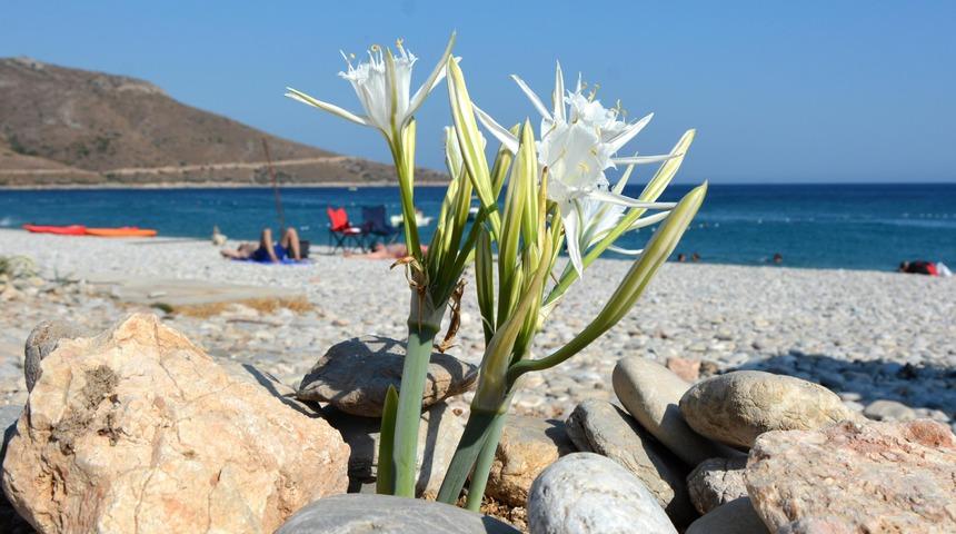 11 ay sonra yeniden açtı! Dikkat, bu çiçeği koparan yandı